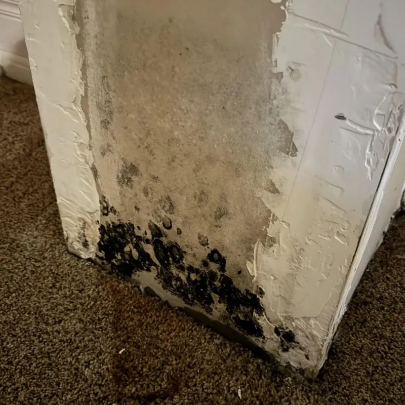 Professional Mold Removal in Henry County, IL